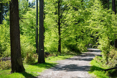 Scenic view of forest