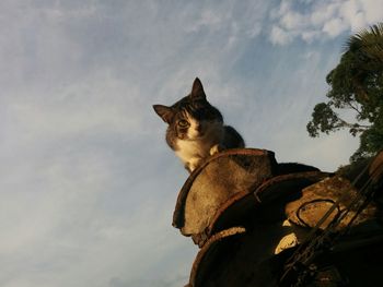 Low angle portrait of cat on rooftop against sky