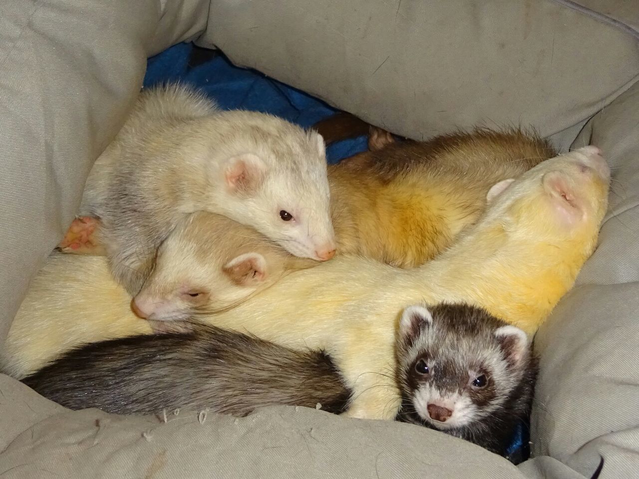 animal themes, domestic, mammal, animal, group of animals, pets, domestic animals, vertebrate, young animal, relaxation, indoors, high angle view, three animals, no people, puppy, canine, dog, animal family, whisker