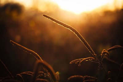 Close-up of plants growing at sunset