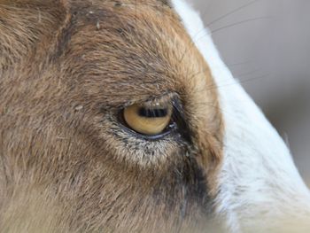 Close-up of a dog looking away