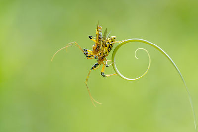 Close-up of spider on leaf