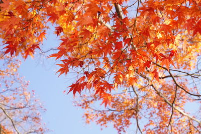 Low angle view of maple tree against sky