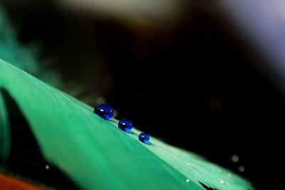 Close-up of damselfly on water