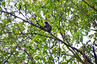 Low angle view of bird perching on tree