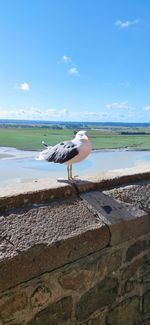 Seagull on a beach