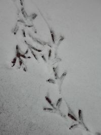 High angle view of footprints on snow covered land