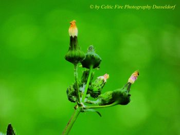 Close-up of insect on flower