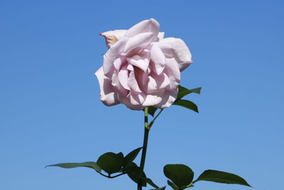 Close-up of flower against clear blue sky