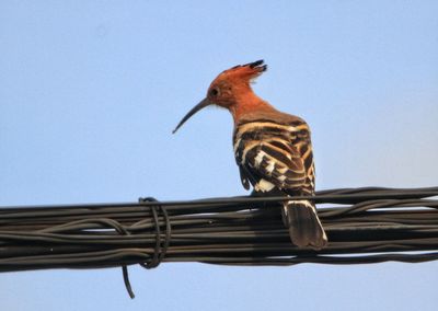 Low angle view of bird perching on cable against sky