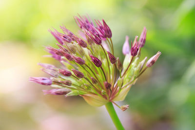 Close-up of pink flowering plant