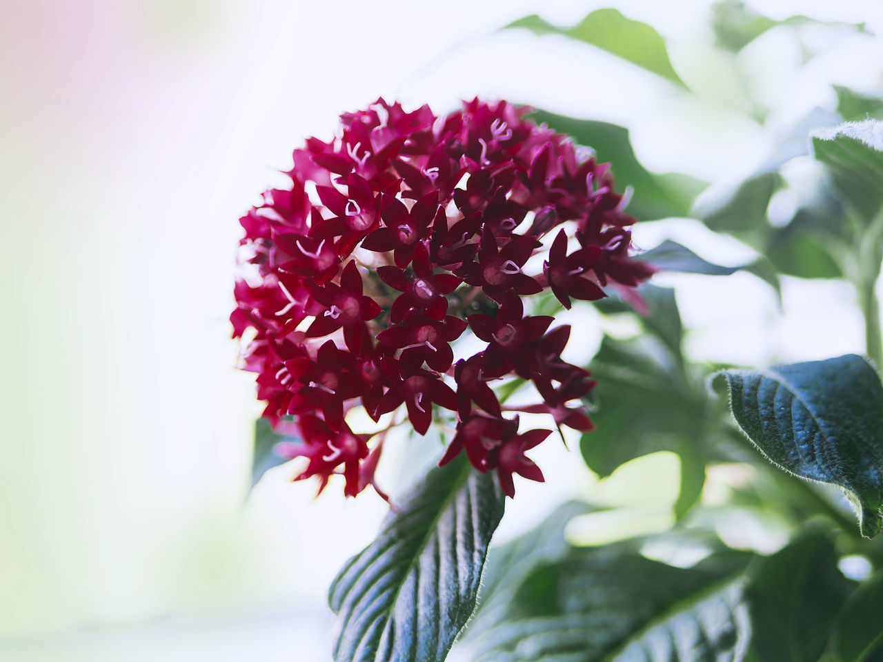 plant, flower, flowering plant, beauty in nature, nature, freshness, plant part, leaf, close-up, growth, fragility, blossom, macro photography, no people, flower head, lilac, petal, outdoors, inflorescence, red, springtime, purple, tree, selective focus, pink, focus on foreground