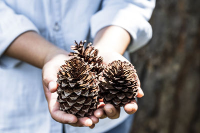 Midsection of person holding pine cone
