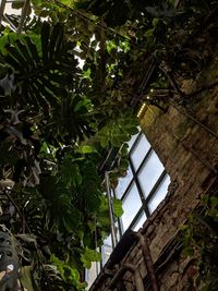 Low angle view of trees and plants against building
