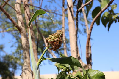 Low angle view of flowering plant against trees