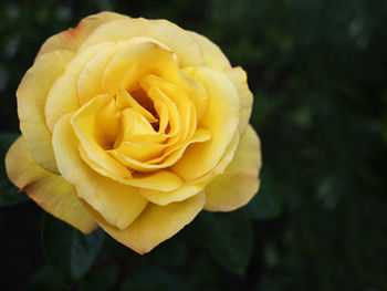 Close-up of yellow rose