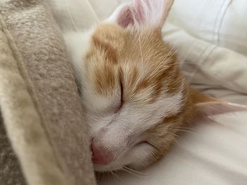 Close-up of cat sleeping
