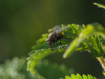 Close-up of fly on leaf