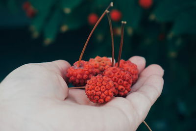 Cropped hand holding berry fruits