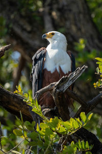 Close-up of bird perching on tree