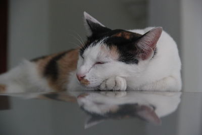 Close-up of cat sleeping