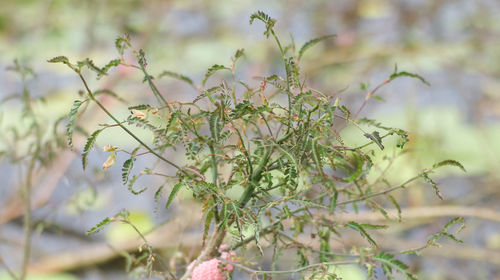 Close-up of flowering plant against blurred background