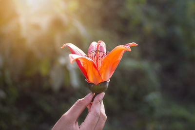 Close-up of hand holding orange flower