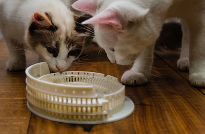 View of a cat drinking from glass on table at home