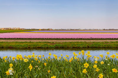 Yellow flowers on field against sky