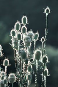 Close-up of thistle flowers