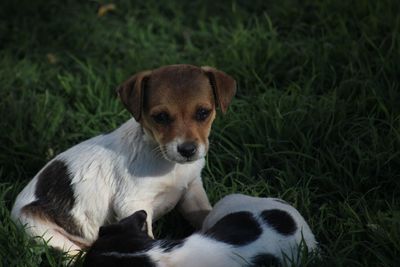 Close-up of dogs lying on grassy field