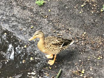 High angle view of mallard duck