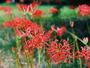 Close-up of red flowers blooming outdoors