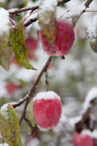 Close-up of strawberry hanging on tree