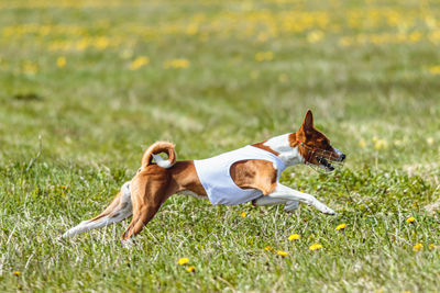 Basenji dog running in white jacket on coursing field at competition in summer