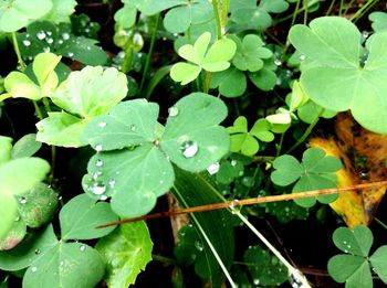 Close-up of wet plants