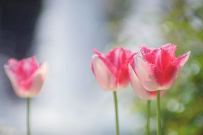 Close-up of pink flowering plants