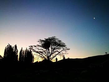 Silhouette of bare trees against clear sky