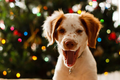 Portrait of dog against christmas tree