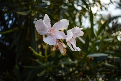 Close-up of pink flowers