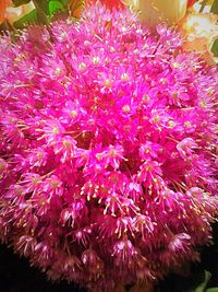 Close-up of pink flowers