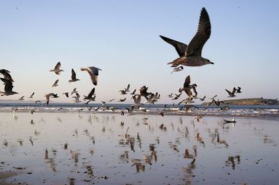 Flock of seagulls flying against sky over beach