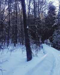 Bare trees on snow covered field during winter