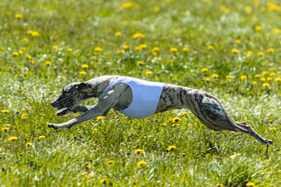 Whippet dog in white shirt running and chasing lure in the field on coursing competition