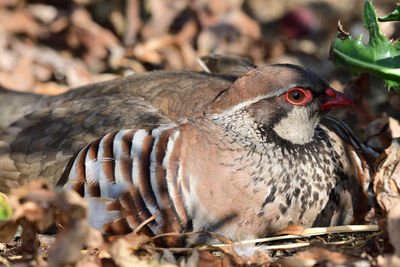 Low angle view of a french partridge sitting on the ground 
