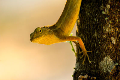 Close-up of a lizard on a tree