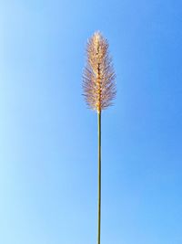 Low angle view of flowering plant against clear blue sky