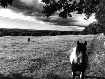 Dog standing on field against sky