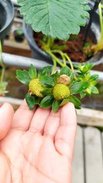 Close-up of hand holding leaf