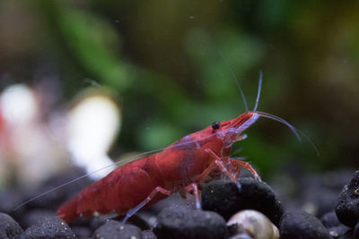 Close-up of caterpillar on water